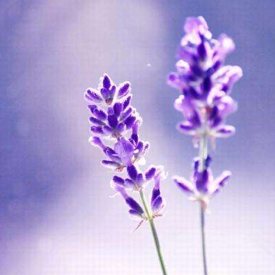 完美电竞平台下载手机版截图